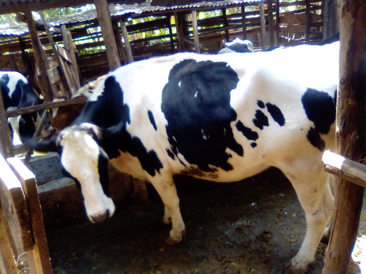 /images/diaries/cow22.jpeg1