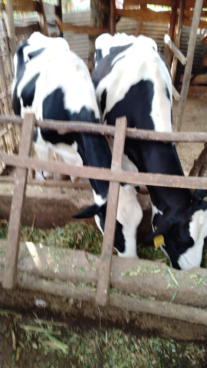 /images/diaries/cow23.jpeg1