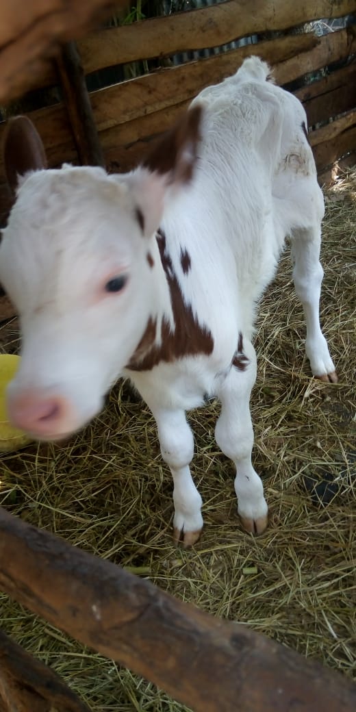 /images/diaries/cow27.jpeg1