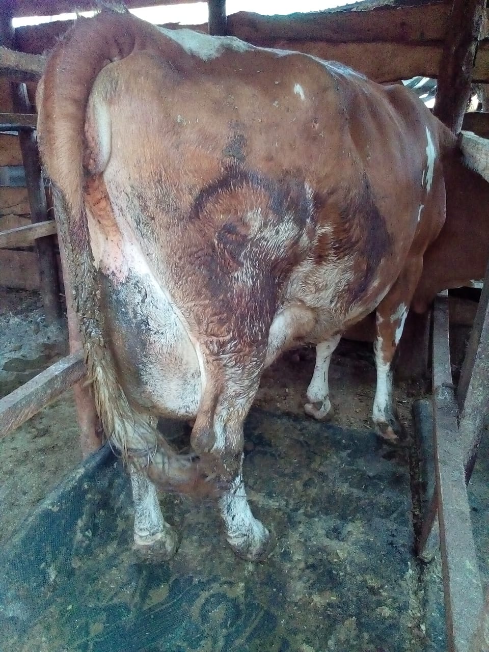 /images/diaries/cow29.jpeg1