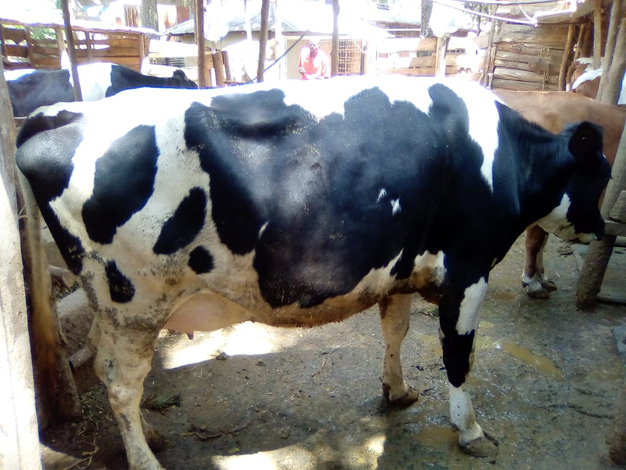 /images/diaries/cow30.jpeg1