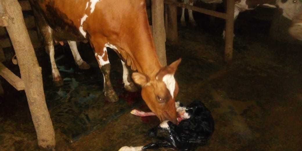 /images/diaries/cow32.jpeg1