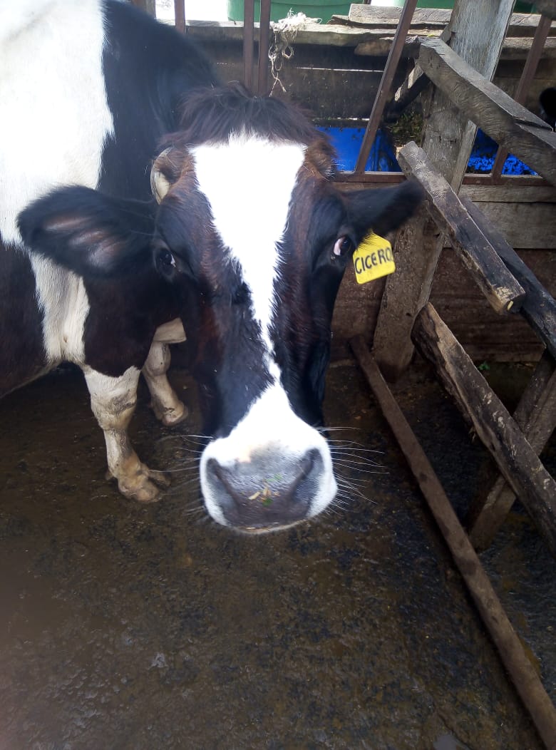 /images/diaries/cow34.jpeg1