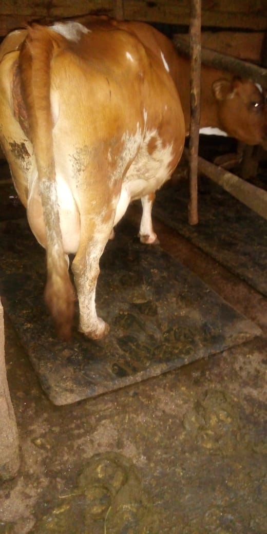 /images/diaries/cow35.jpeg1