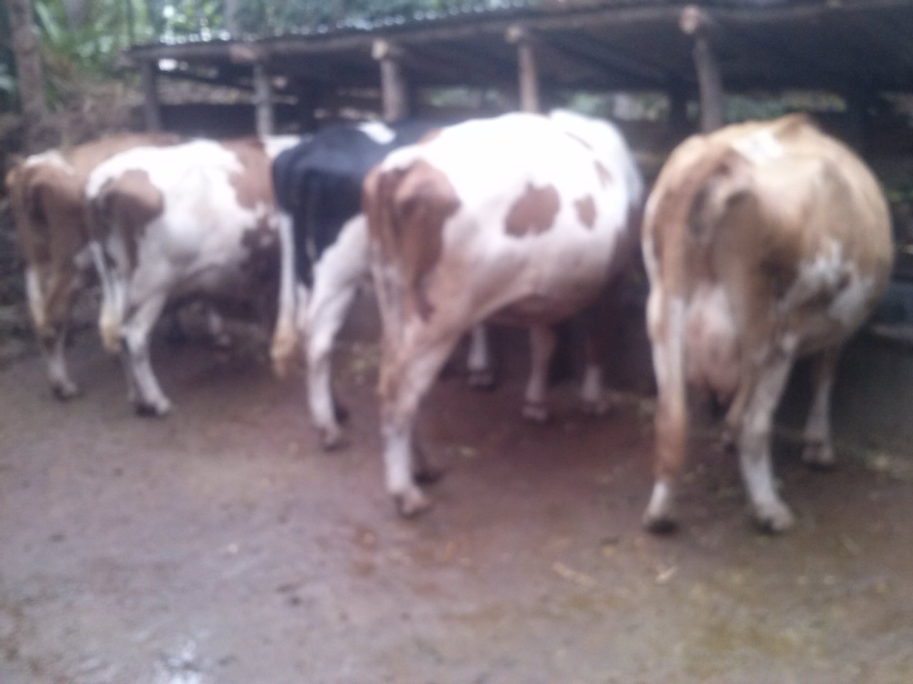 /images/diaries/diary12.jpeg1