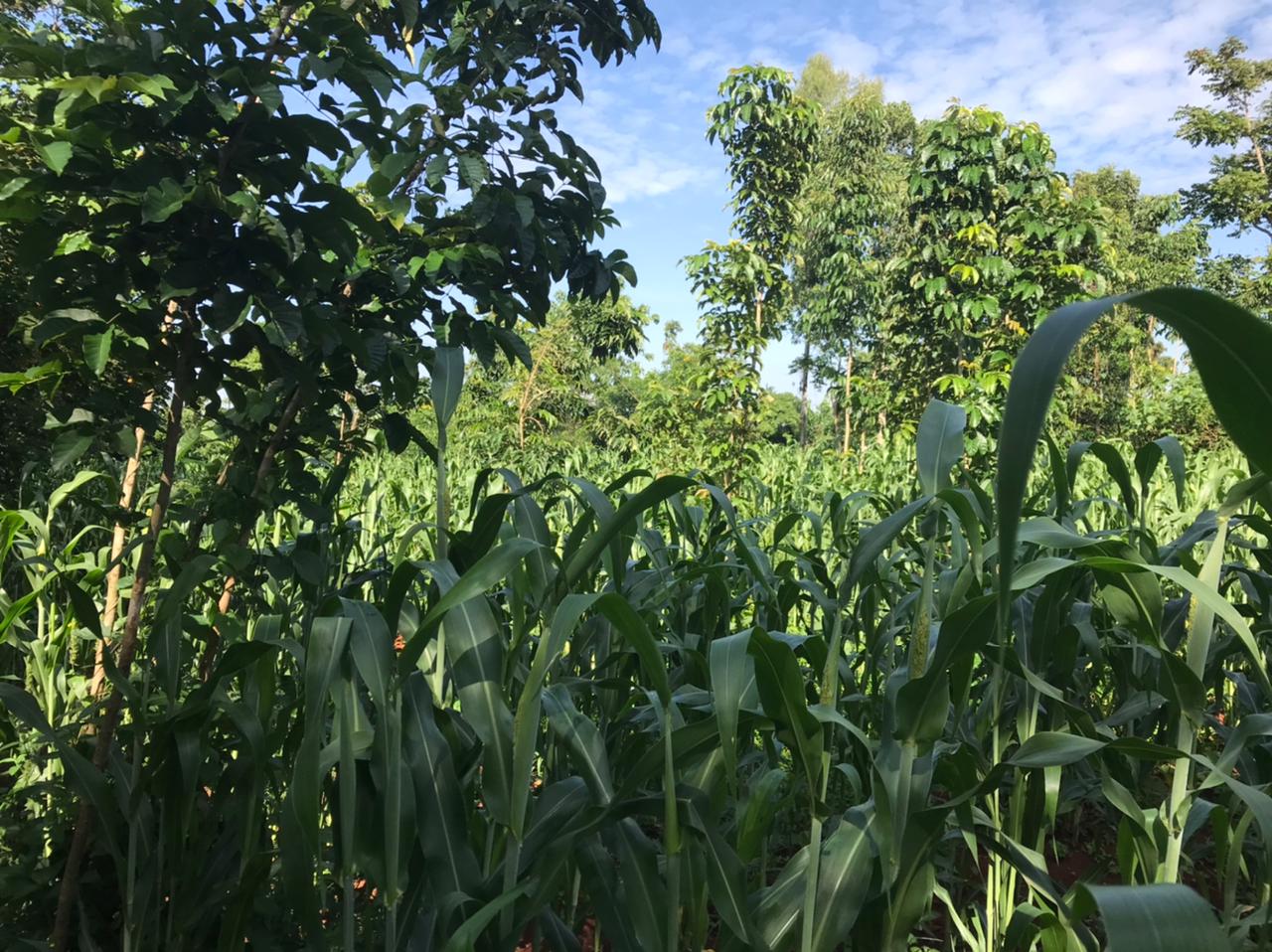 /images/green-farm/greenfarm10.jpeg1