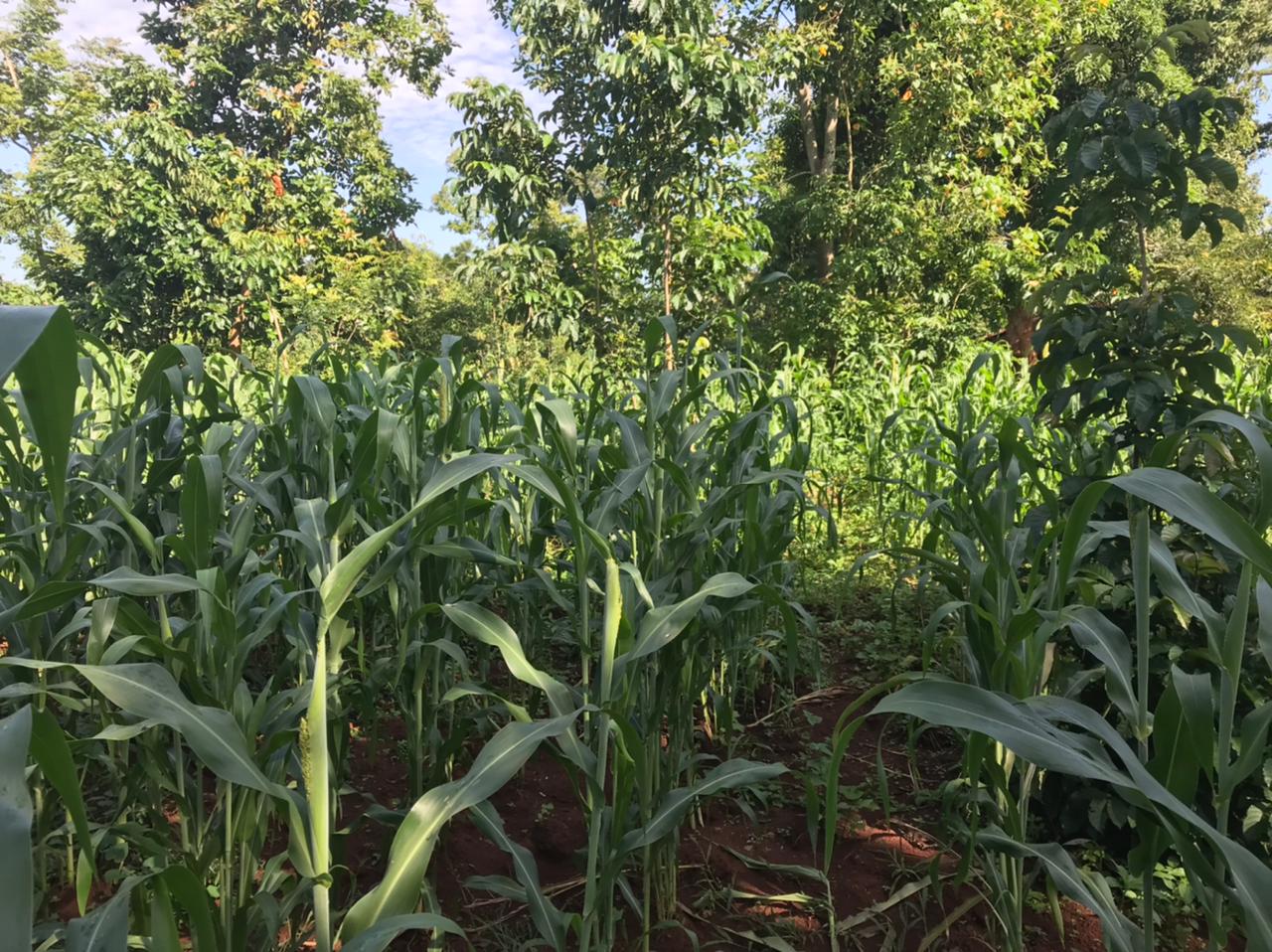 /images/green-farm/greenfarm13.jpeg1