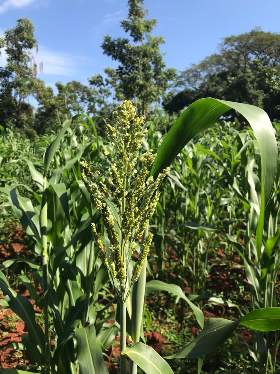 /images/green-farm/greenfarm19.jpeg1