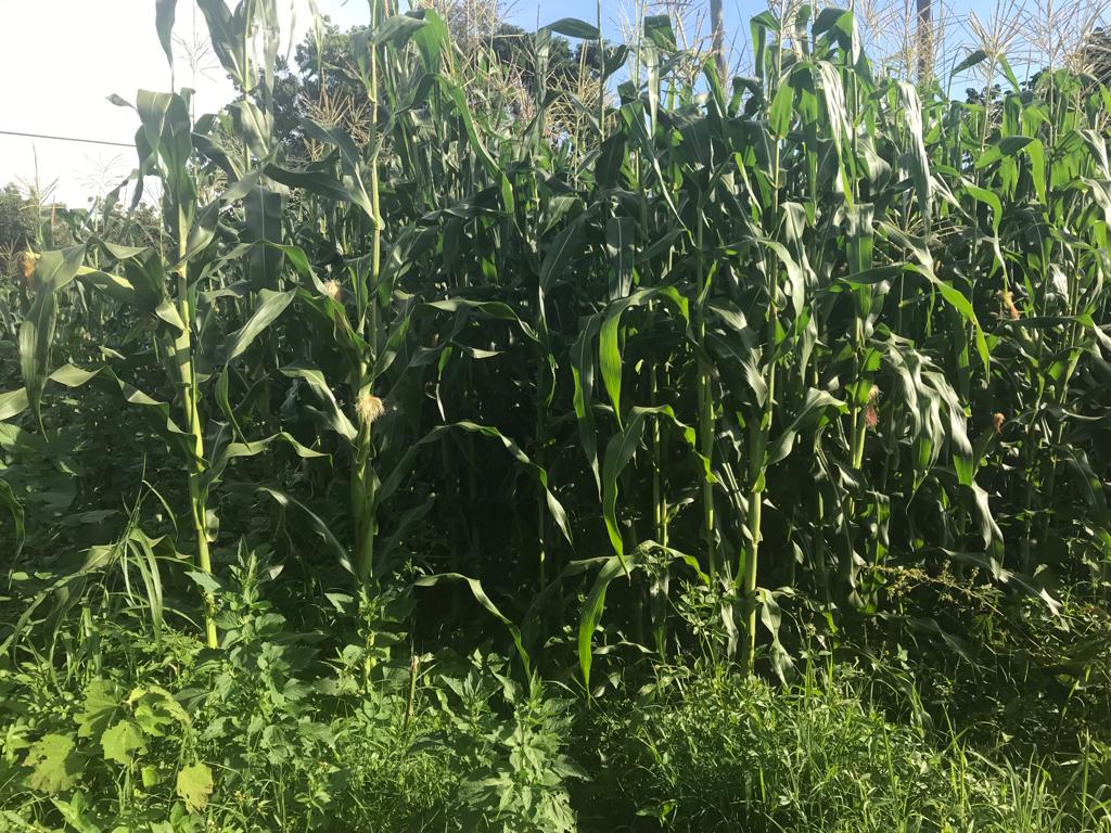 /images/green-farm/greenfarm2.jpeg1