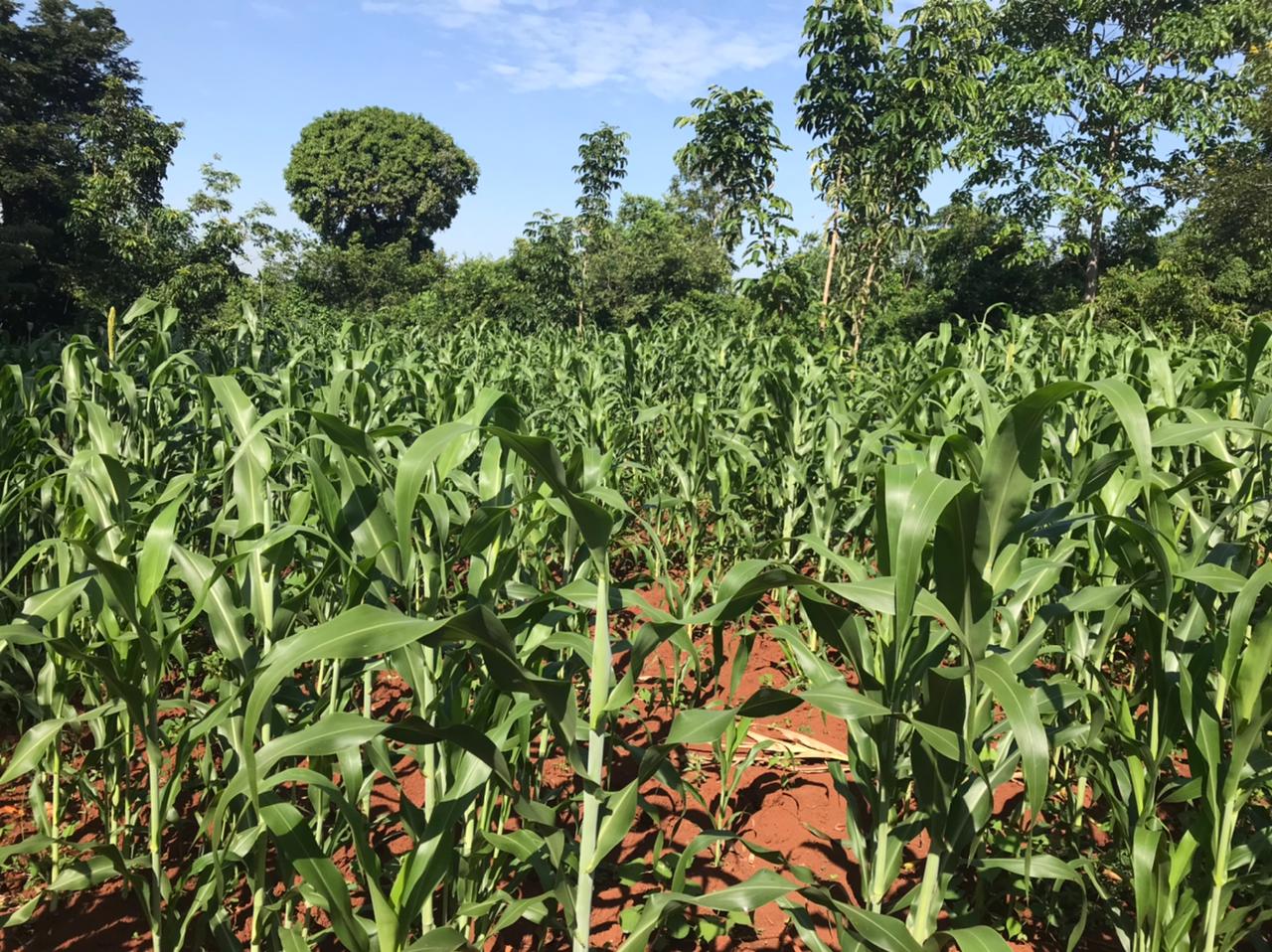 /images/green-farm/greenfarm25.jpeg1