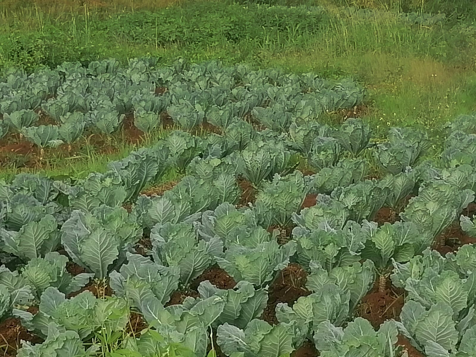 /images/green-farm/greenfarm28.jpeg1