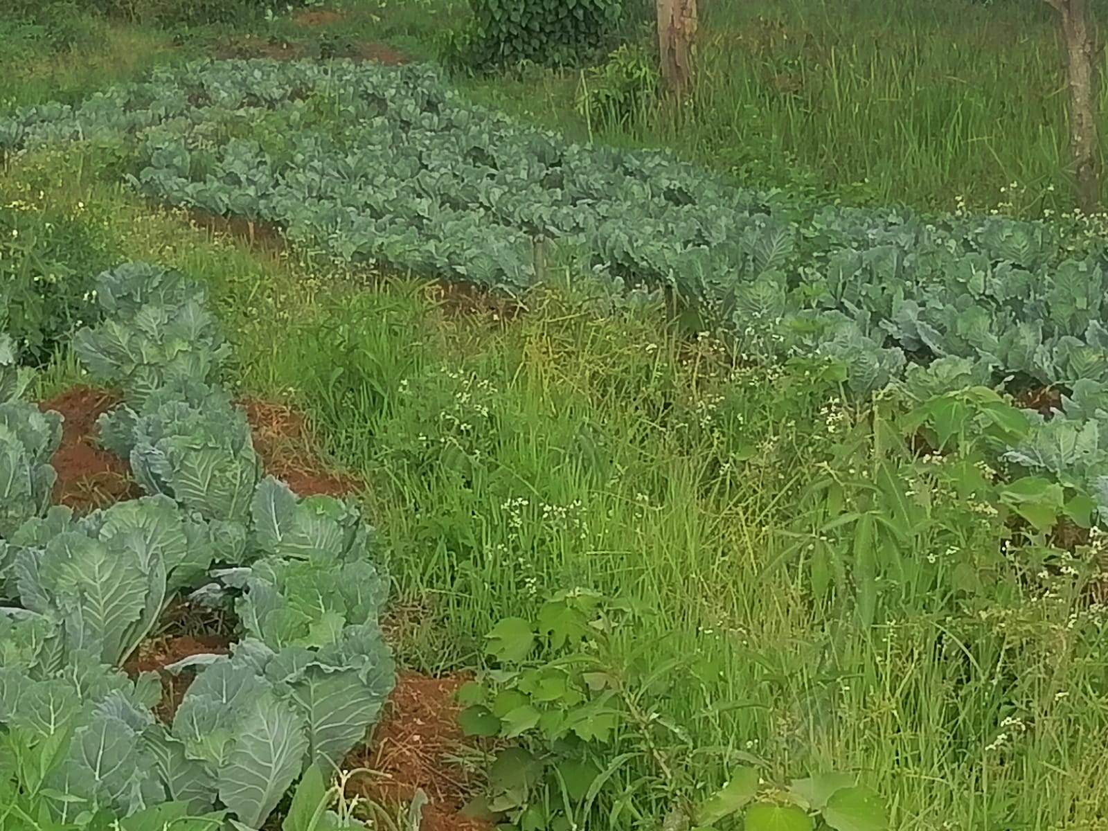 /images/green-farm/greenfarm31.jpeg1