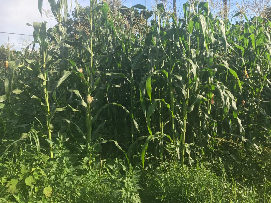 /images/green-farm/greenfarm4.jpeg1