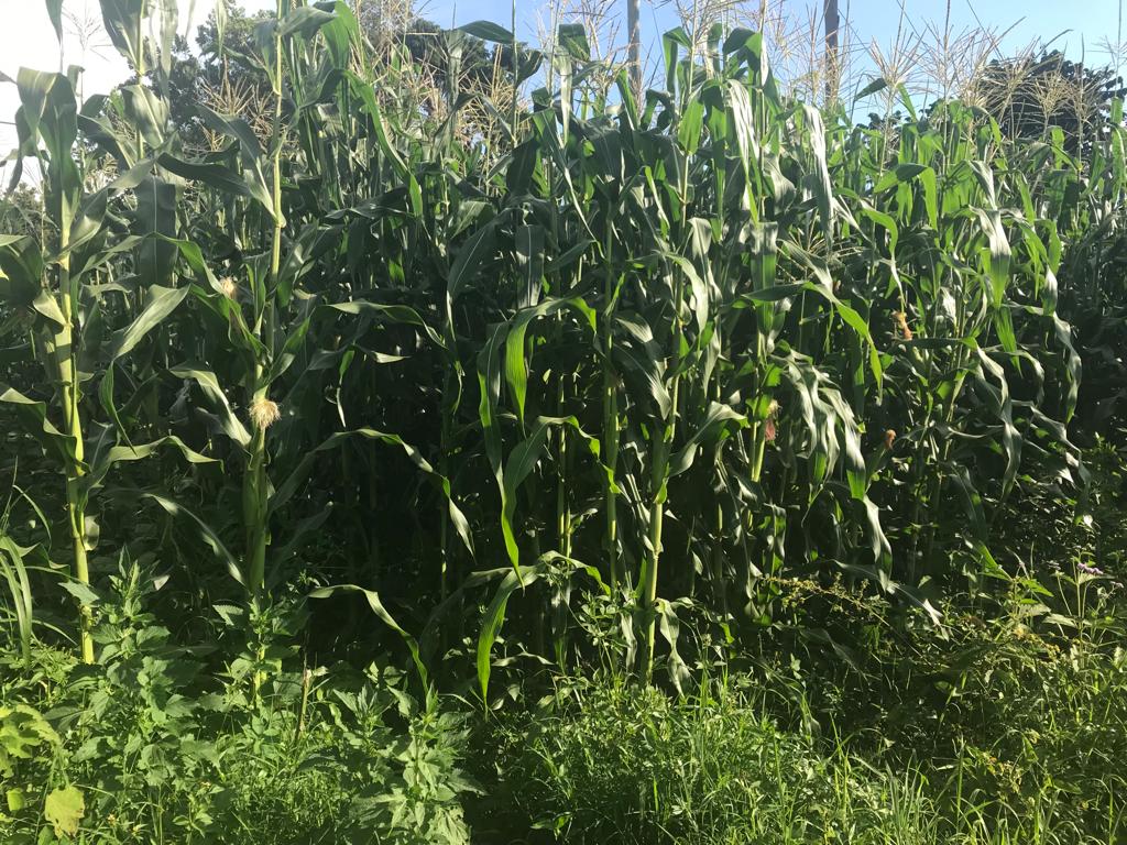 /images/green-farm/greenfarm6.jpeg1