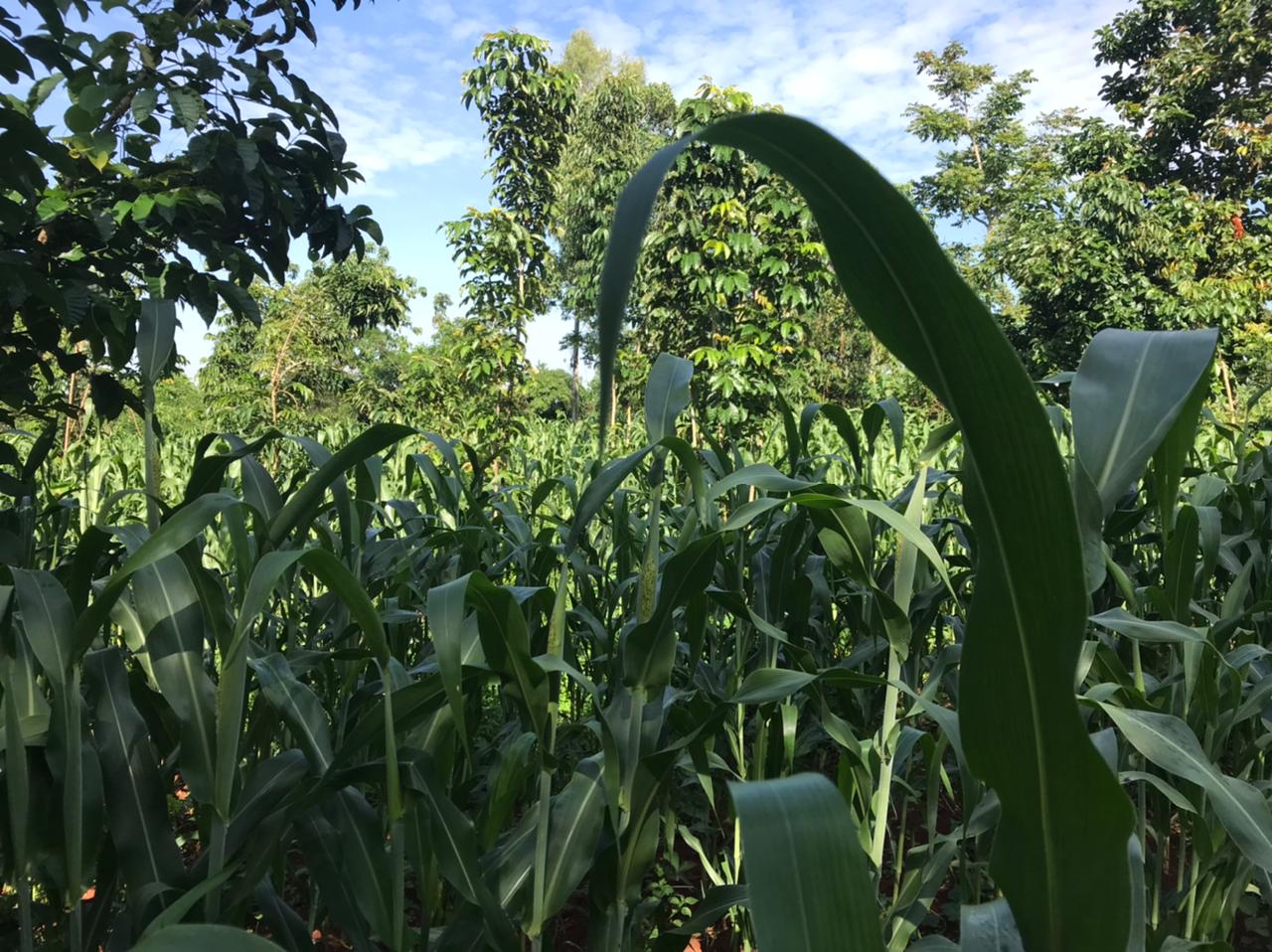 /images/green-farm/greenfarm9.jpeg1