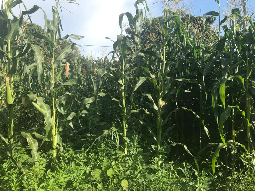 /images/green-farm/greengfarm5.jpeg1