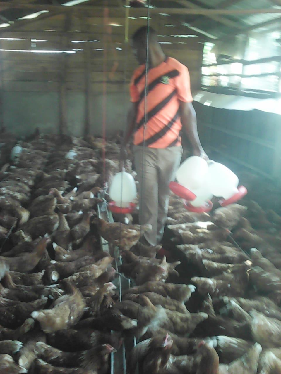 /images/poultry/p4.jpeg1