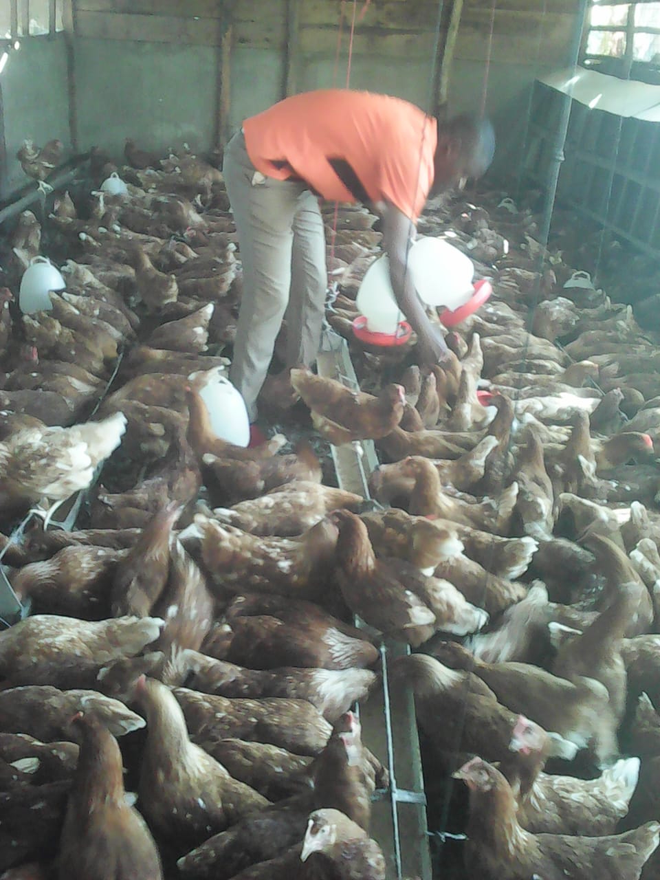 /images/poultry/p8.jpeg1