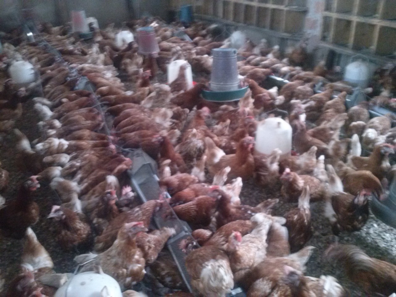 /images/poultry/pt10.jpeg1