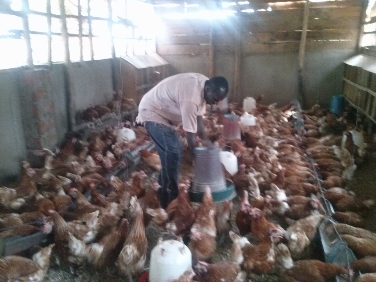 /images/poultry/pt12.jpeg1