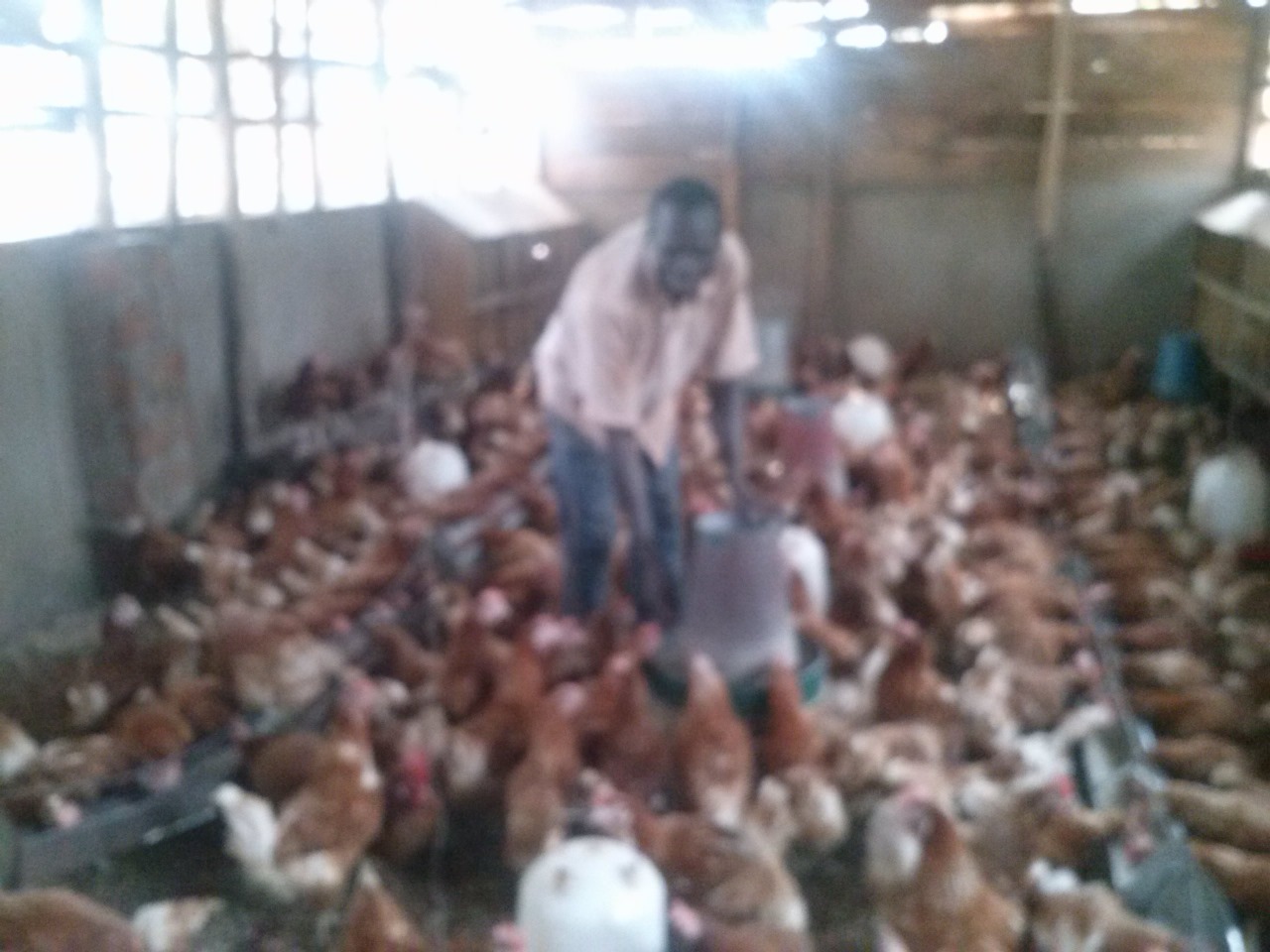 /images/poultry/pt13.jpeg1