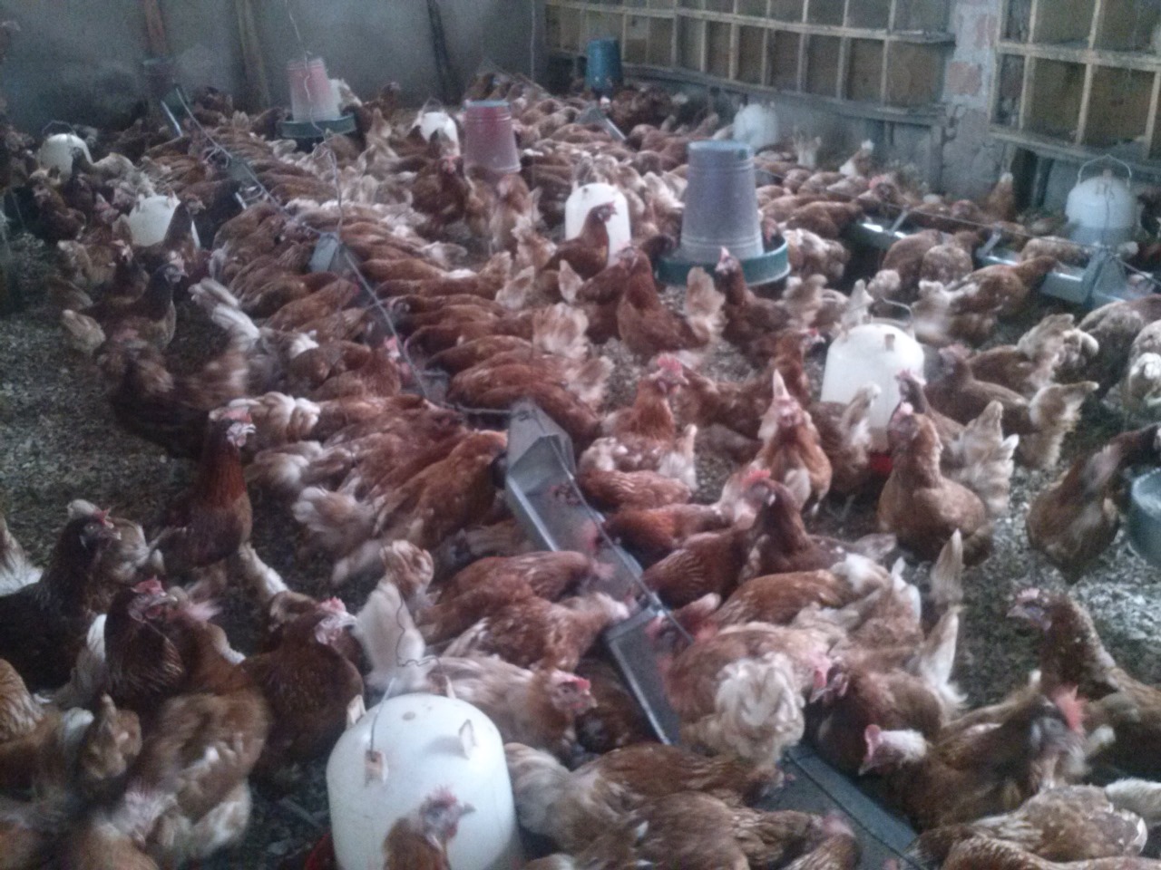 /images/poultry/pt15.jpeg1