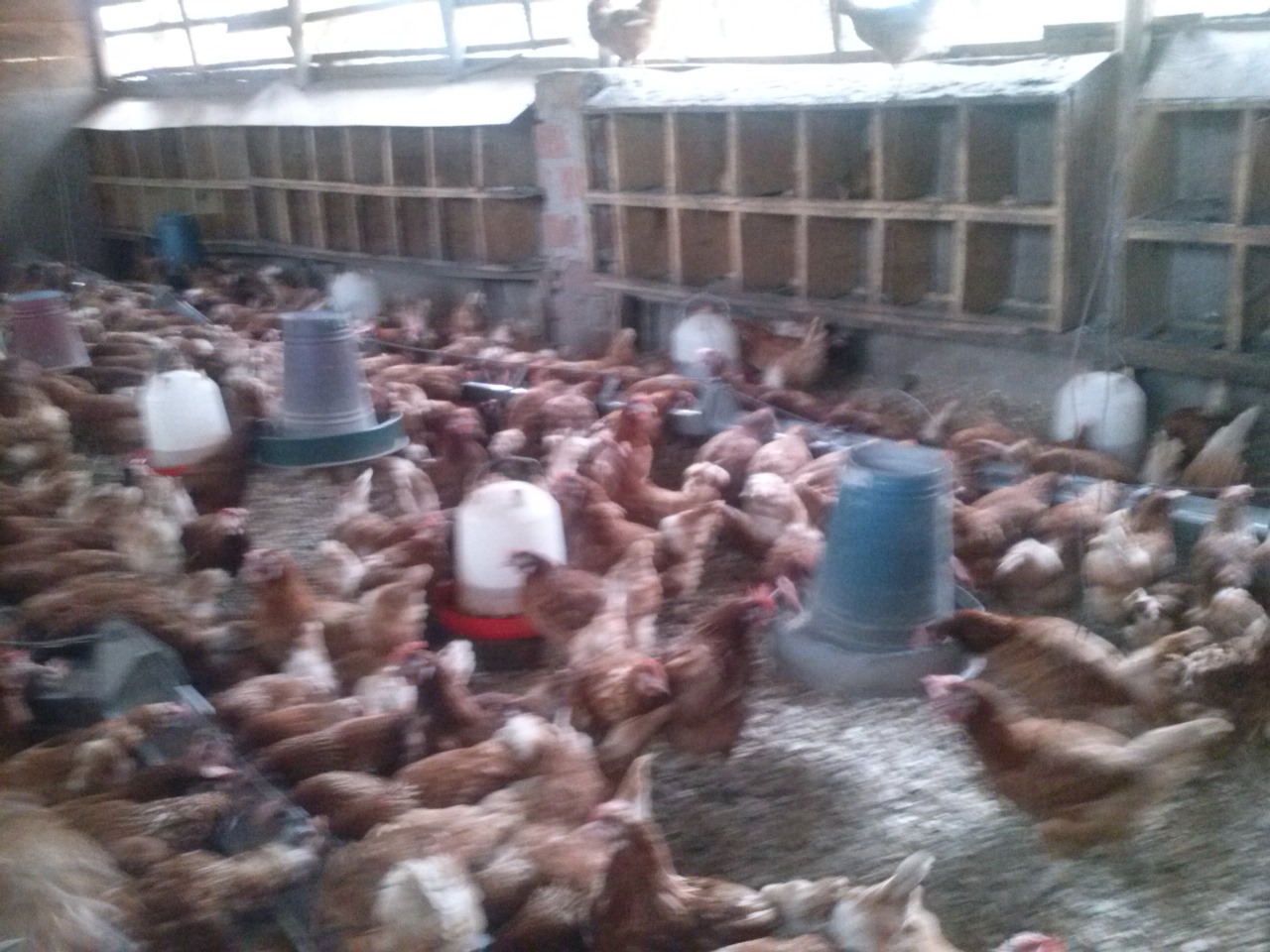 /images/poultry/pt16.jpeg1