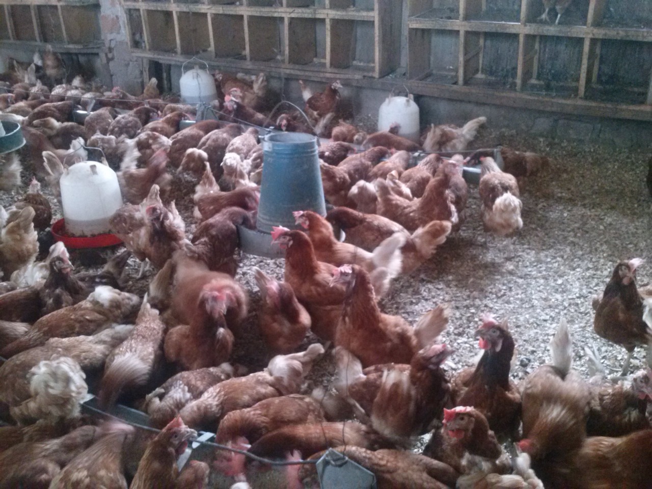 /images/poultry/pt19.jpeg1