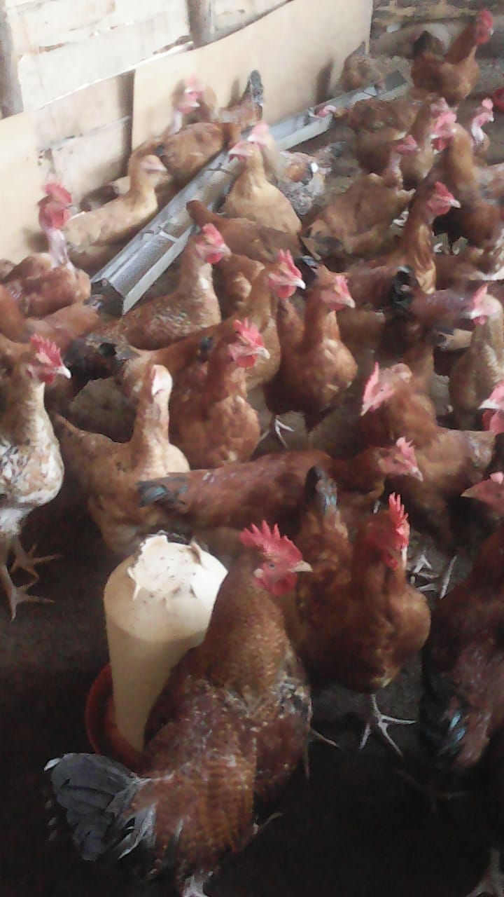 /images/poultry/pt2.jpeg1