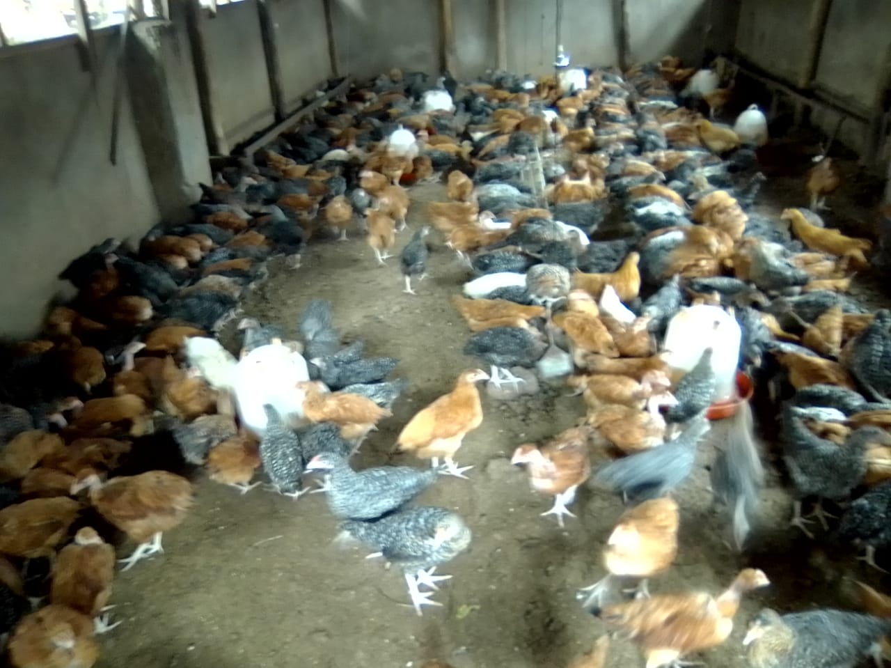 /images/poultry/pt23.jpeg1