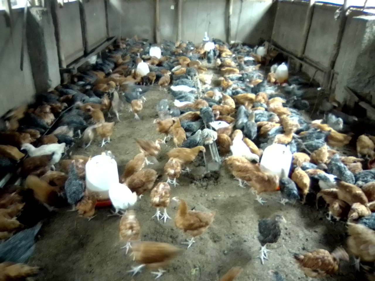 /images/poultry/pt24.jpeg1